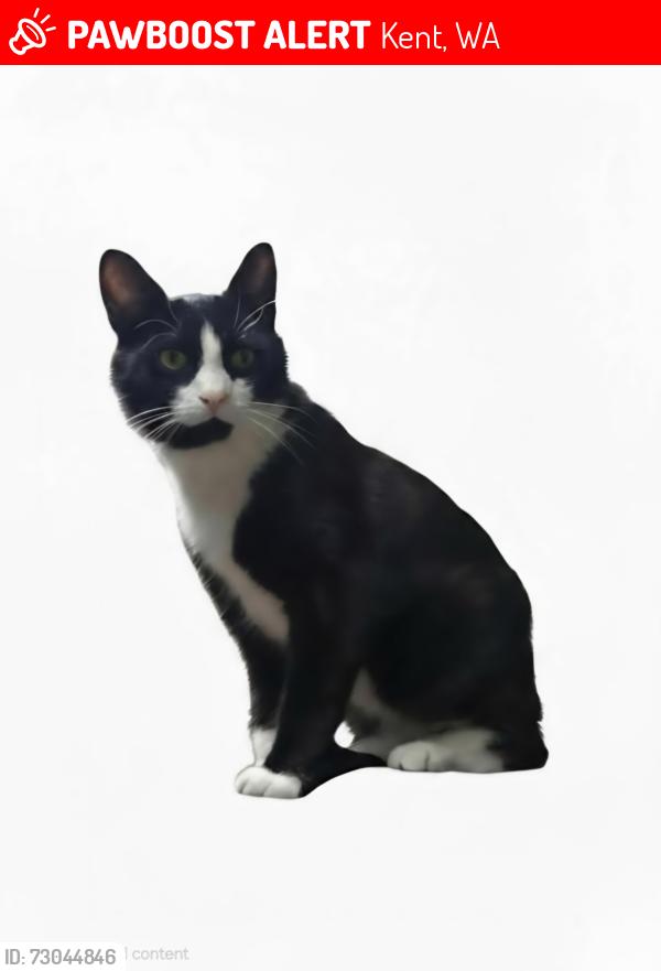Lost Male Cat last seen SE 214th St and 120th Pl SE, Kent, WA 98031