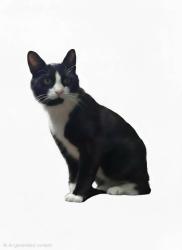 Lost Male Cat last seen SE 214th St and 120th Pl SE, Kent, WA 98031