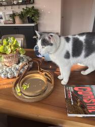 Lost Male Cat last seen 18th and Whittier , Columbus, OH 43210