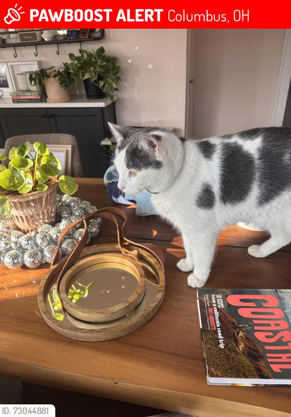 Lost Male Cat last seen 18th and Whittier , Columbus, OH 43210