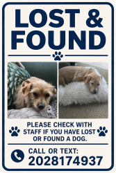 Found/Stray Female Dog last seen Near lansdowne rd austin manor, Austin, TX 78754