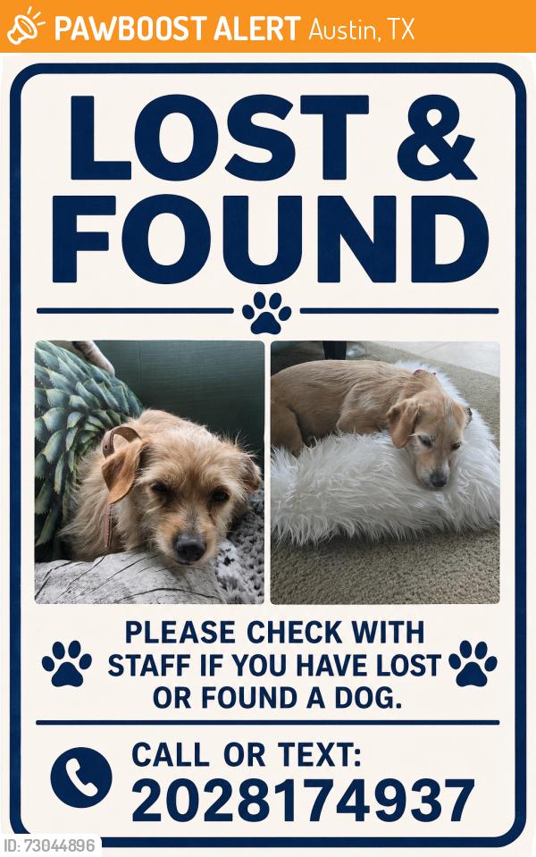 Found/Stray Female Dog last seen Near lansdowne rd austin manor, Austin, TX 78754