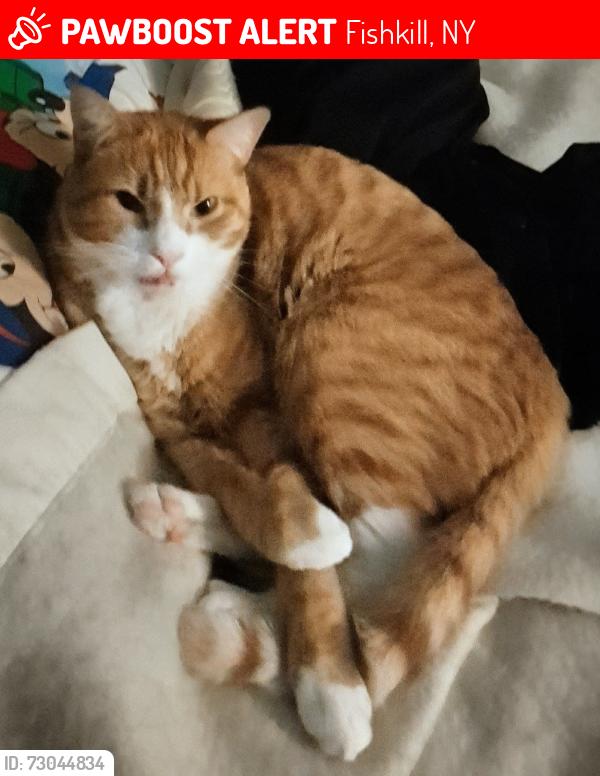 Lost Male Cat last seen Snook Rd between Rt 9 and Monday Lane, Fishkill, NY 12524