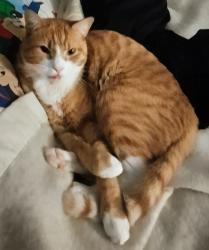 Lost Male Cat last seen Snook Rd between Rt 9 and Monday Lane, Fishkill, NY 12524