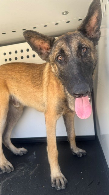 Shelter Stray Male Dog last seen Near BLK ANTONIA WY, BAKERSFIELD, CA, 201 S Mt Vernon Ave, Bakersfield, CA 93307, USA