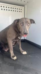 Shelter Stray Female Dog last seen R/ 17TH ST, BAKERSFIELD, CA, 201 S Mt Vernon Ave, Bakersfield, CA 93307, USA