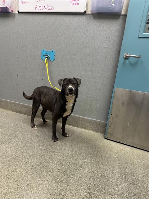 Shelter Stray Male Dog last seen E BONANZA RD & N SANDHILL RD, 655 N Mojave Rd, Las Vegas, NV 89101, USA