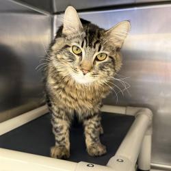 Shelter Stray Male Cat last seen Near BLOCK UNIVERSITY CENTER, 655 N Mojave Rd, Las Vegas, NV 89101, USA