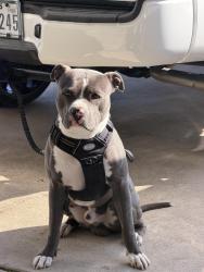 Lost Male Dog last seen Near Hilltop Loop 76549, Killeen, TX 76549