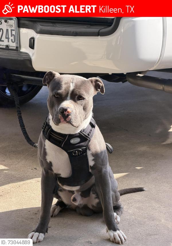 Lost Male Dog last seen Near Hilltop Loop 76549, Killeen, TX 76549