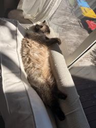 Reunited Female Cat last seen Davidson Ave Forestville, Forestville, NSW 2087