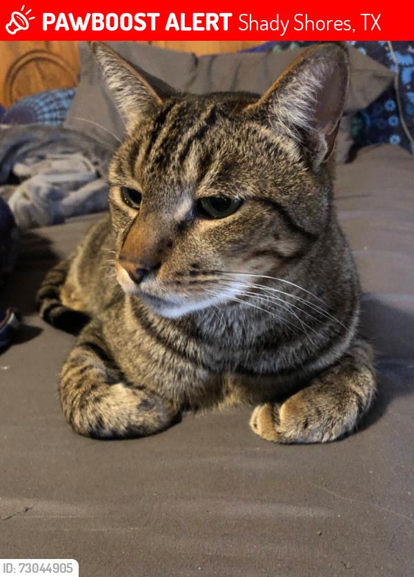 Lost Male Cat last seen Oakwood circle, Shady Shores, TX 76208