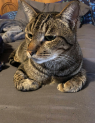 Lost Male Cat last seen Oakwood circle, Shady Shores, TX 76208