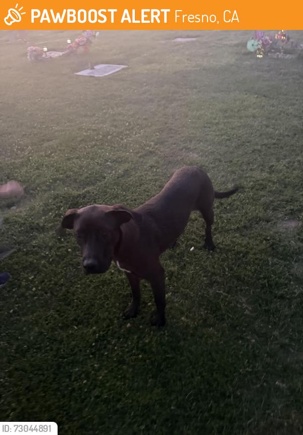 Found/Stray Female Dog last seen whitesbridge/cornelia, Fresno, CA 93706