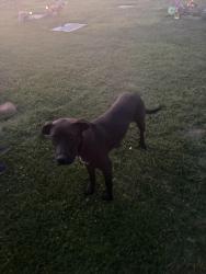 Found/Stray Female Dog last seen whitesbridge/cornelia, Fresno, CA 93706