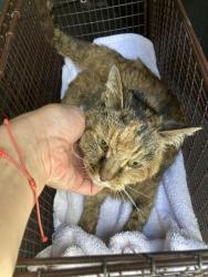 Shelter Stray Female Cat last seen Near BLK WALNUT AVE. LONG BEACH CA 90802, 7700 E Spring St, Long Beach, CA 90815, USA