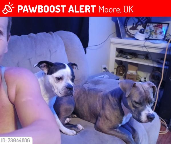 Lost Female Dog last seen Bryant and 19th st, Moore, OK 73160