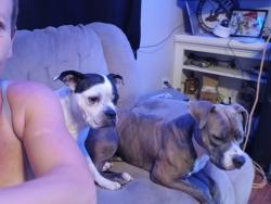 Lost Female Dog last seen Bryant and 19th st, Moore, OK 73160