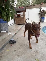 Found/Stray Female Dog last seen Stone ave and Jurupa rd , Riverside, CA 92509