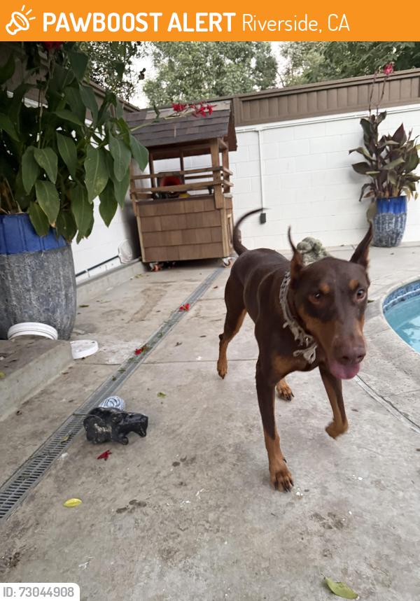 Found/Stray Female Dog last seen Stone ave and Jurupa rd , Riverside, CA 92509