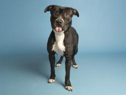 Shelter Stray Female Dog last seen Near BLOCK W ENCANTO BLVD, 5501 E Van Buren St, Phoenix, AZ 85008, USA