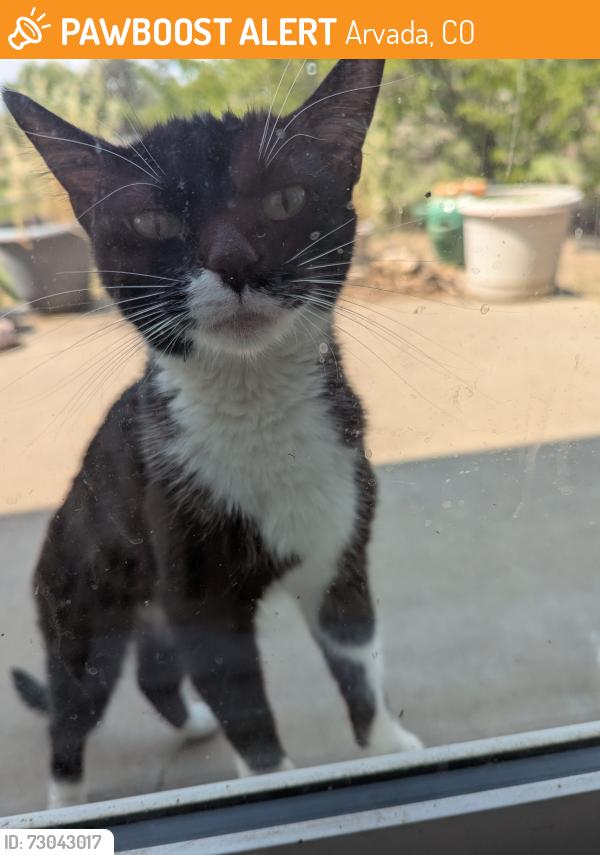 Surrendered Female Cat last seen 76th & Carr, Arvada, Arvada, CO 80005