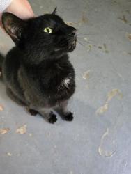 Found/Stray Male Cat last seen North Dr and Lakeridge Dr, Memphis, TN 38109