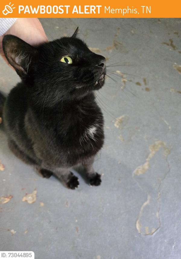 Found/Stray Male Cat last seen North Dr and Lakeridge Dr, Memphis, TN 38109