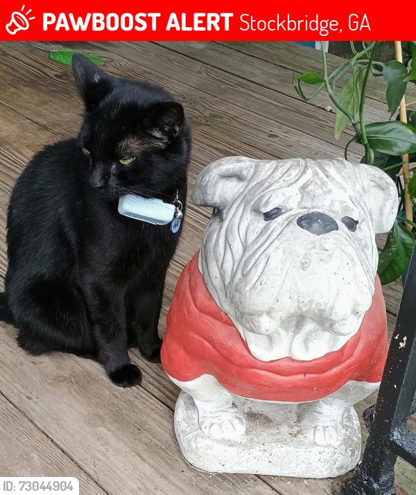 Lost Male Cat last seen Cook Rd, Stockbridge , Stockbridge, GA 30281