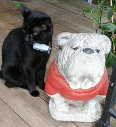 Lost Male Cat last seen Cook Rd, Stockbridge , Stockbridge, GA 30281