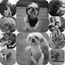 Lost Female Dog last seen Cadbrook,  Unruh , La Puente, CA 91744