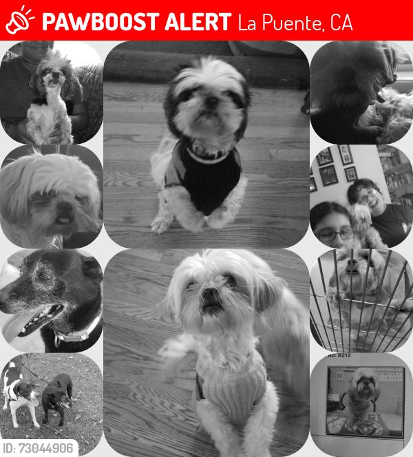 Lost Female Dog last seen Cadbrook,  Unruh , La Puente, CA 91744