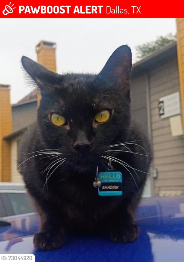 Lost Male Cat last seen Riverfall dr. , Dallas, TX 75230