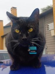 Lost Male Cat last seen Riverfall dr. , Dallas, TX 75230