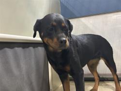 Shelter Stray Female Dog last seen Near BLOCK LINCOLN AVE, BAKERSFIELD CA 93308, 3951 Fruitvale Ave, Bakersfield, CA 93308, USA