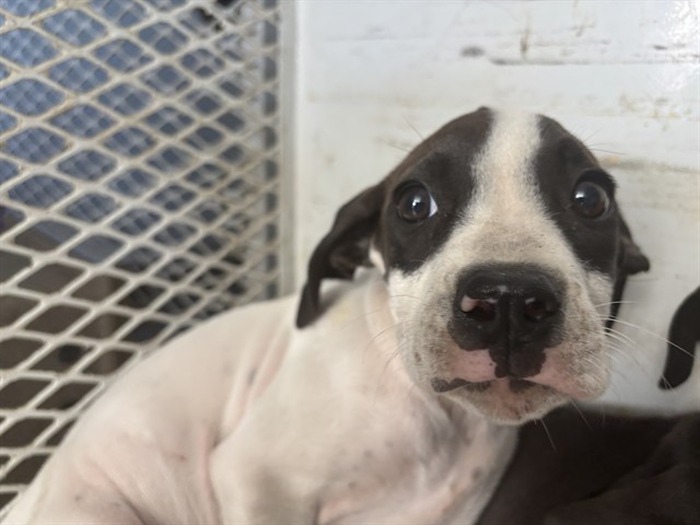 Shelter Stray Male Dog last seen Near BLOCK HICKERSON DR, BAKERSFIELD CA 93308, 3951 Fruitvale Ave, Bakersfield, CA 93308, USA