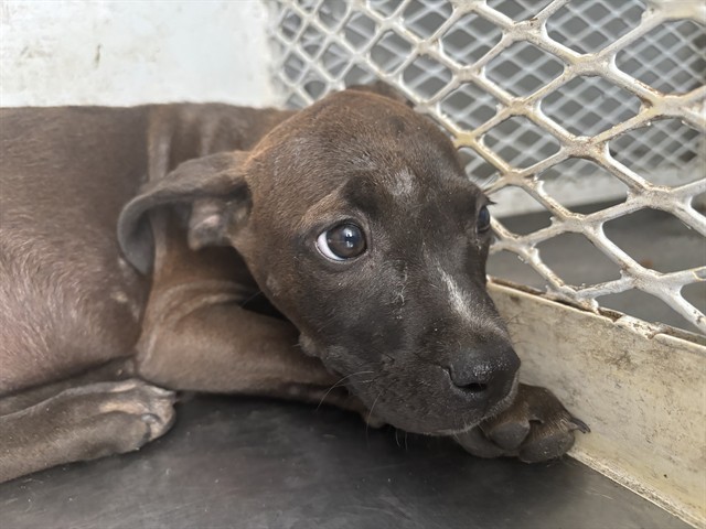 Shelter Stray Female Dog last seen Near BLOCK HICKERSON DR, BAKERSFIELD CA 93308, 3951 Fruitvale Ave, Bakersfield, CA 93308, USA
