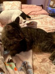 Lost Male Cat last seen Lanza Dr, Jacksonville, NC 28546
