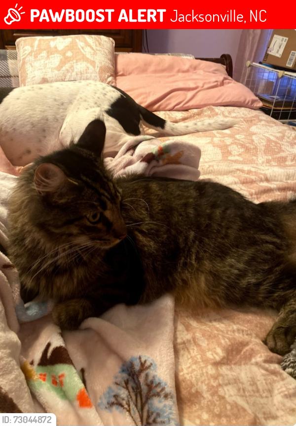 Lost Male Cat last seen Lanza Dr, Jacksonville, NC 28546