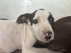 Shelter Stray Female Dog last seen Near BLOCK HICKERSON DR, BAKERSFIELD CA 93308, 3951 Fruitvale Ave, Bakersfield, CA 93308, USA