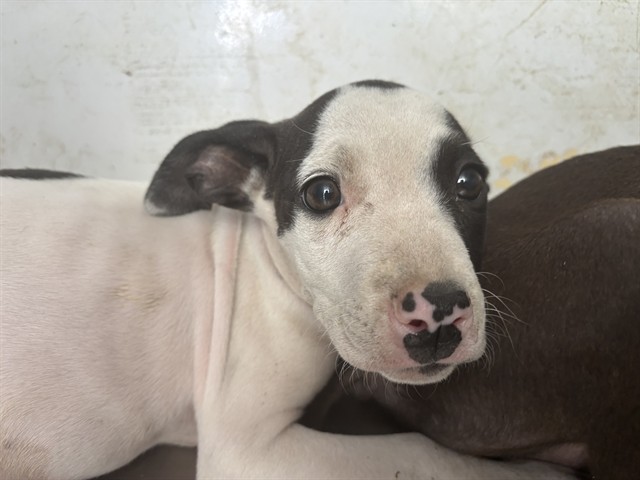 Shelter Stray Female Dog last seen Near BLOCK HICKERSON DR, BAKERSFIELD CA 93308, 3951 Fruitvale Ave, Bakersfield, CA 93308, USA