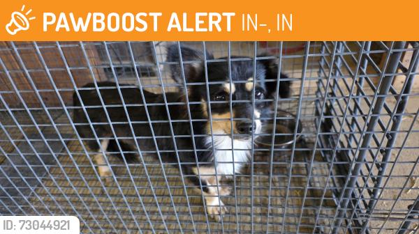 Found/Stray Male Dog last seen SR124 and S500W, IN-124, IN 46792
