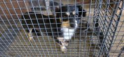 Found/Stray Male Dog last seen SR124 and S500W, IN-124, IN 46792