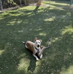 Shelter Stray Female Dog last seen , West Valley Animal Shelter, 20655 Plummer St, Chatsworth, CA 91311, USA