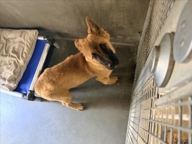 Shelter Stray Male Dog last seen , West Valley Animal Shelter, 20655 Plummer St, Chatsworth, CA 91311, USA