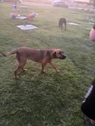 Found/Stray Female Dog last seen whitesbridge/cornelia (Fresno Memorial Gardens), Fresno, CA 93706