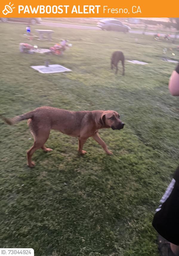 Found/Stray Female Dog last seen whitesbridge/cornelia (Fresno Memorial Gardens), Fresno, CA 93706
