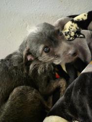 Lost Female Dog last seen MacArthur and nw expressway, Oklahoma City, OK 73132