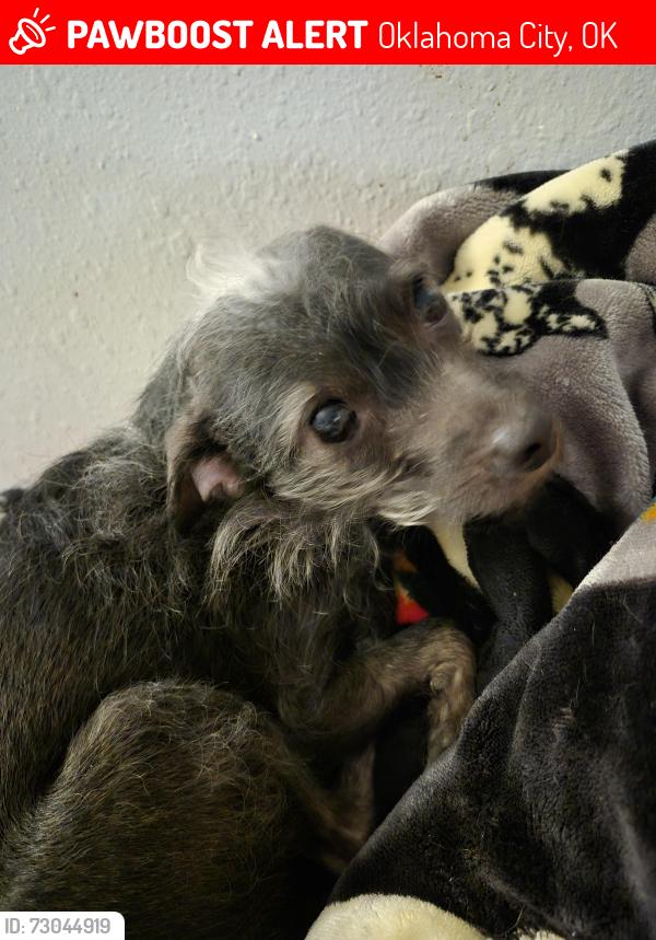 Lost Female Dog last seen MacArthur and nw expressway, Oklahoma City, OK 73132