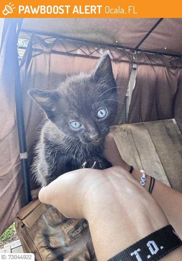 Found/Stray Female Cat last seen NE 44th Street, Ocala, FL 34479